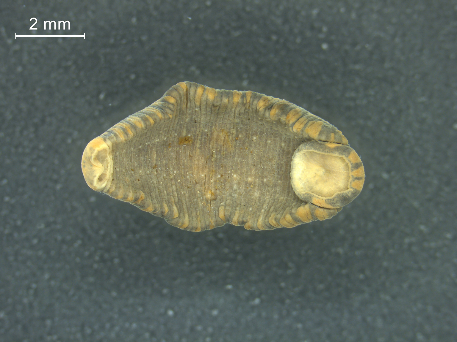 Theromyzon maculosum